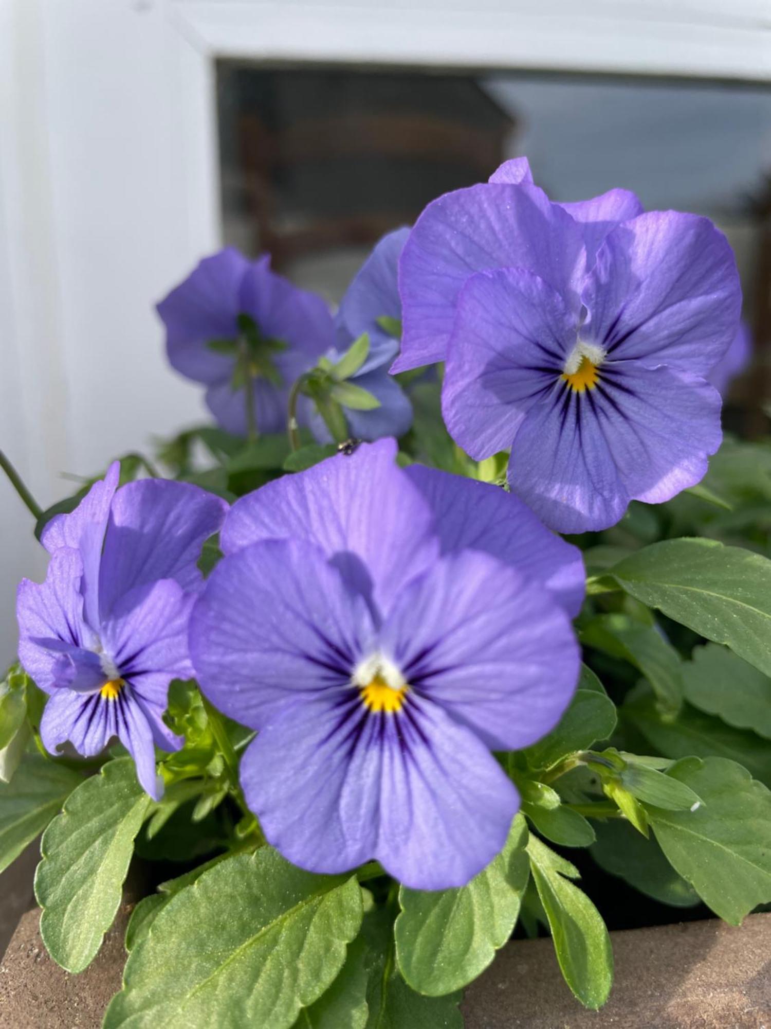 Les Hortensias Espoey Екстер'єр фото