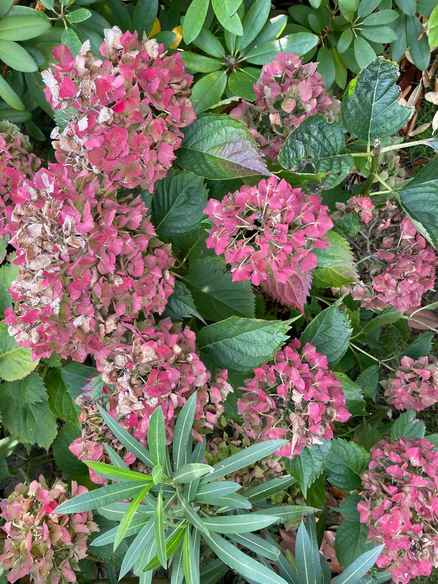 Les Hortensias Espoey Екстер'єр фото